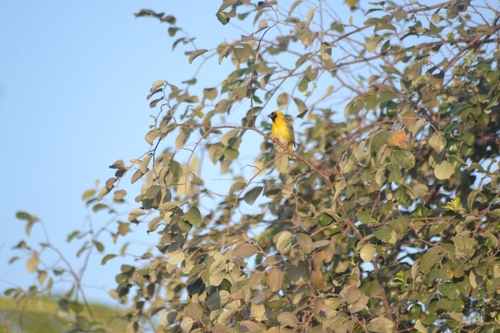 Southern Masked Weaver