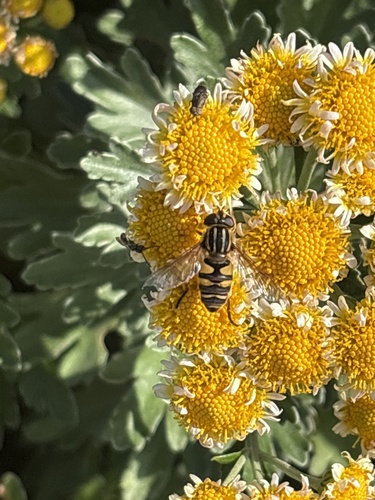 Unknown species found near New Ln, Lewes, DE, US