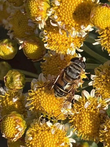 Unknown species found near New Ln, Lewes, DE, US