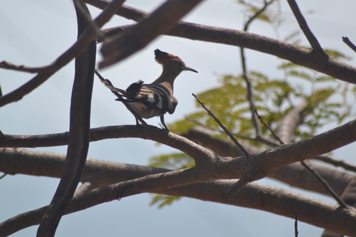 African Hoopoe