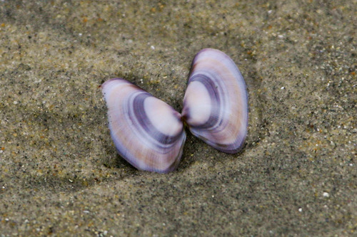 Gould Beanclam
