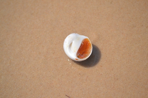 Pear-shaped Sand Snail