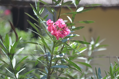 oleander