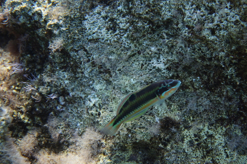 Thalassoma pavo