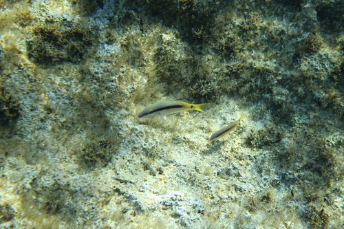 Parupeneus forsskali