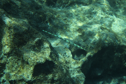 Fistularia commersonii