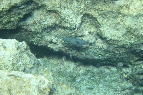 Sparisoma cretense