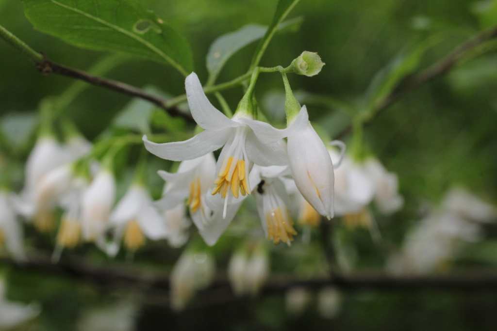 Styrax americanus (Styrax americanus)