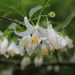 American Snowbell - Photo (c) Dylan DeRouen, all rights reserved, uploaded by Dylan DeRouen
