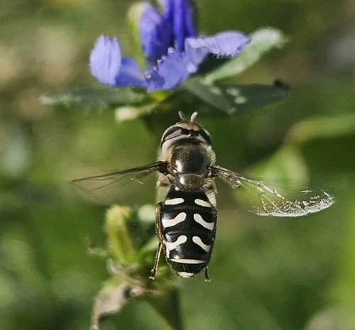 Unknown species found near Murray Holladay Rd @ 1635 E, Millcreek, UT 84117, USA
