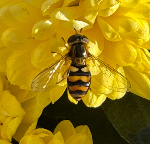 Unknown species found near Texas Ln, Cayuga Heights, NY, US