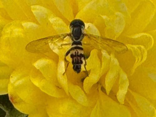Unknown species found near Texas Ln, Cayuga Heights, NY, US