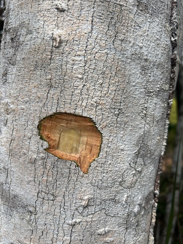 Ormosia nitida