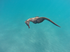 Common Seahorse