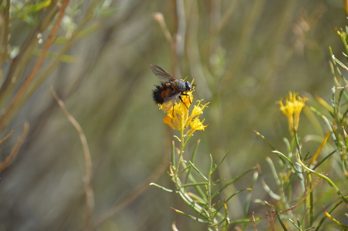 Unknown species found near Pa'rus Trail Zion National Park, Hurricane, UT 84737, USA