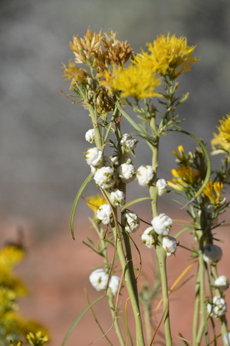 Unknown species found near Pa'rus Trail Zion National Park, Hurricane, UT 84737, USA