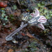 Jepsonia parryi - Photo (c) Jay Keller, todos los derechos reservados, uploaded by Jay L. Keller