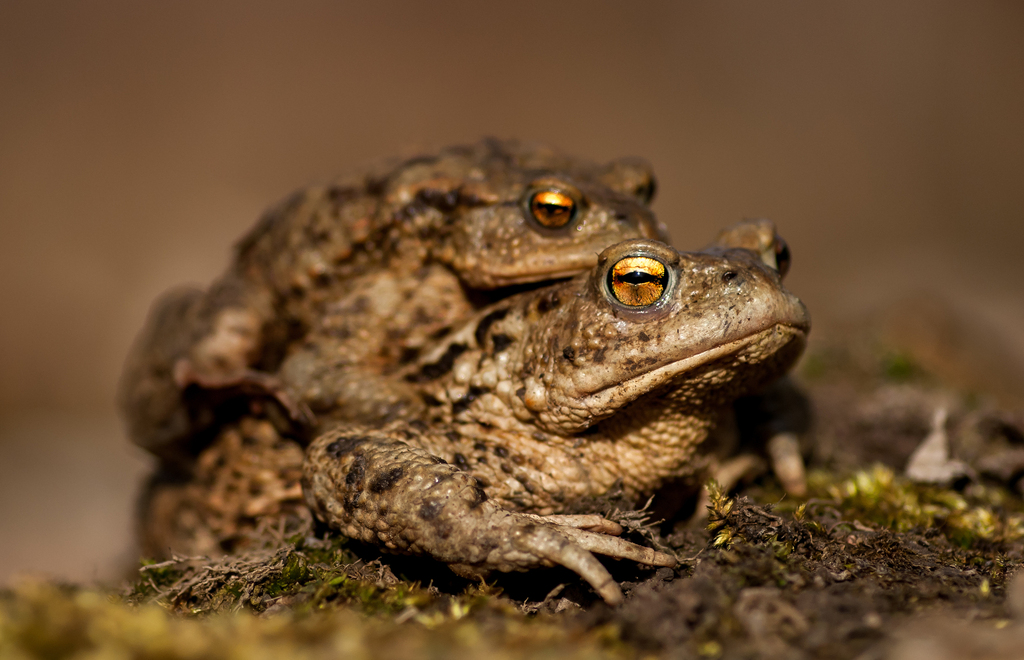 European Toad