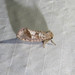 Texas Grass Tubeworm Moth - Photo (c) Robert GIlson, all rights reserved, uploaded by Robert GIlson