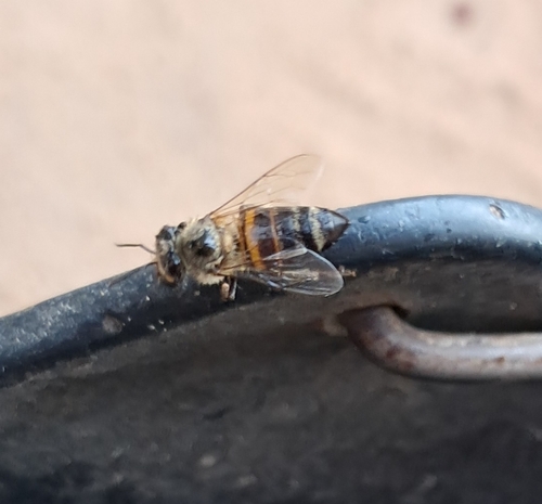 Western Honey Bee