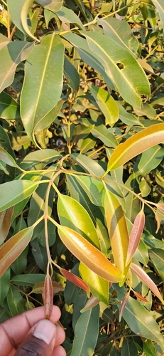 Java plum