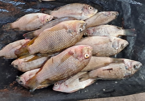 Redbreast Tilapia