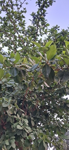 Sea Almond