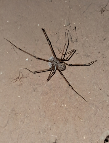 Giant Cellar Spider