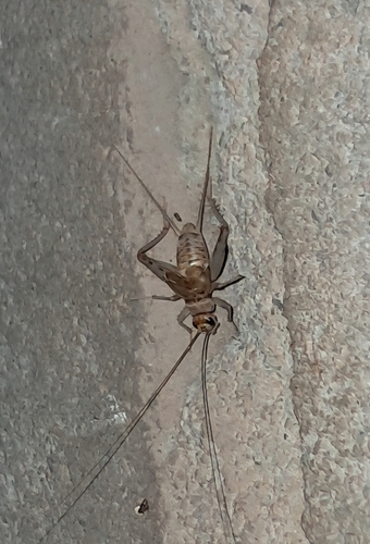 Tropical House Cricket