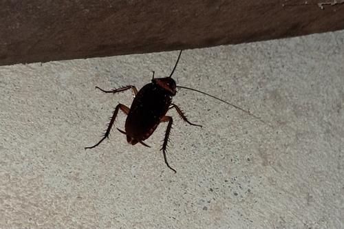 American Cockroach