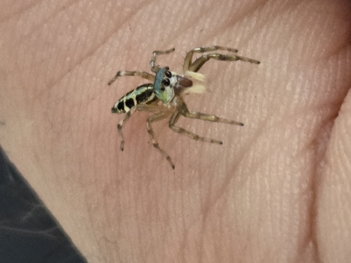 Sea-green Northern Jumper