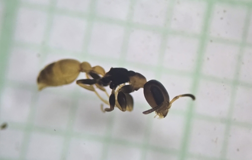 钝伪切叶蚁Pseudomyrmex obtusus