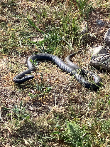 Red-bellied Black Snake sighting