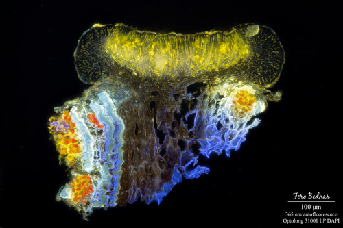 Lecidella elaeochroma
