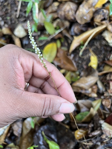 Small prescott orchid