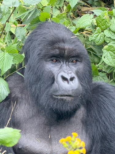 Mountain Gorilla