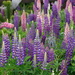 Large-leaved Lupine - Photo (c) Emma Kennedy, all rights reserved, uploaded by Emma Kennedy