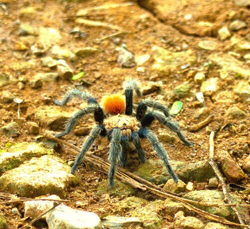 Bonnetina hijmenseni (Bonnetina hijmenseni)