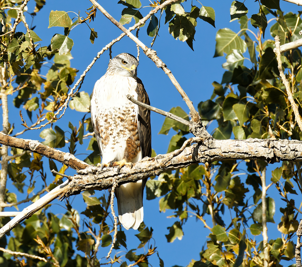 Ferruginous Hawk in October 2025 by Lane Nielson. Got to spend a lot of ...