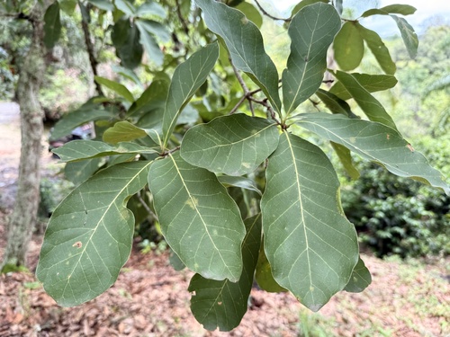 Quercus glaucescens