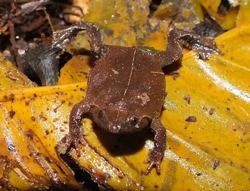 Brown Egg Frog