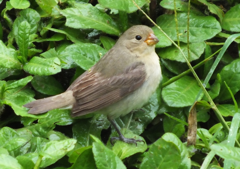 Dull-colored Grassquit (Asemospiza obscura) photo