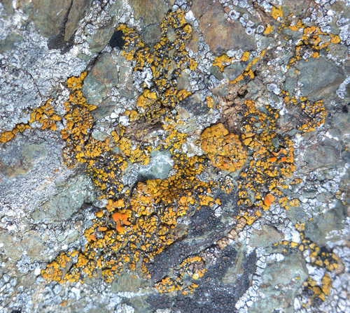 Orange Atoms