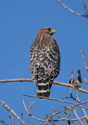 iNaturalist observation photo of Red-shouldered Hawk