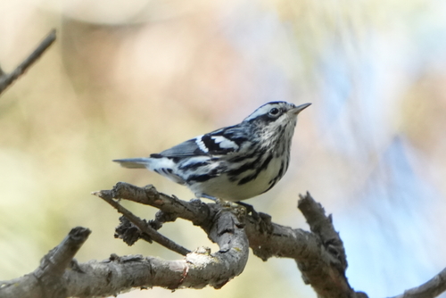 iNaturalist observation photo of Black-and-white Warbler