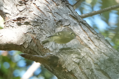 iNaturalist observation photo of Hutton's Vireo