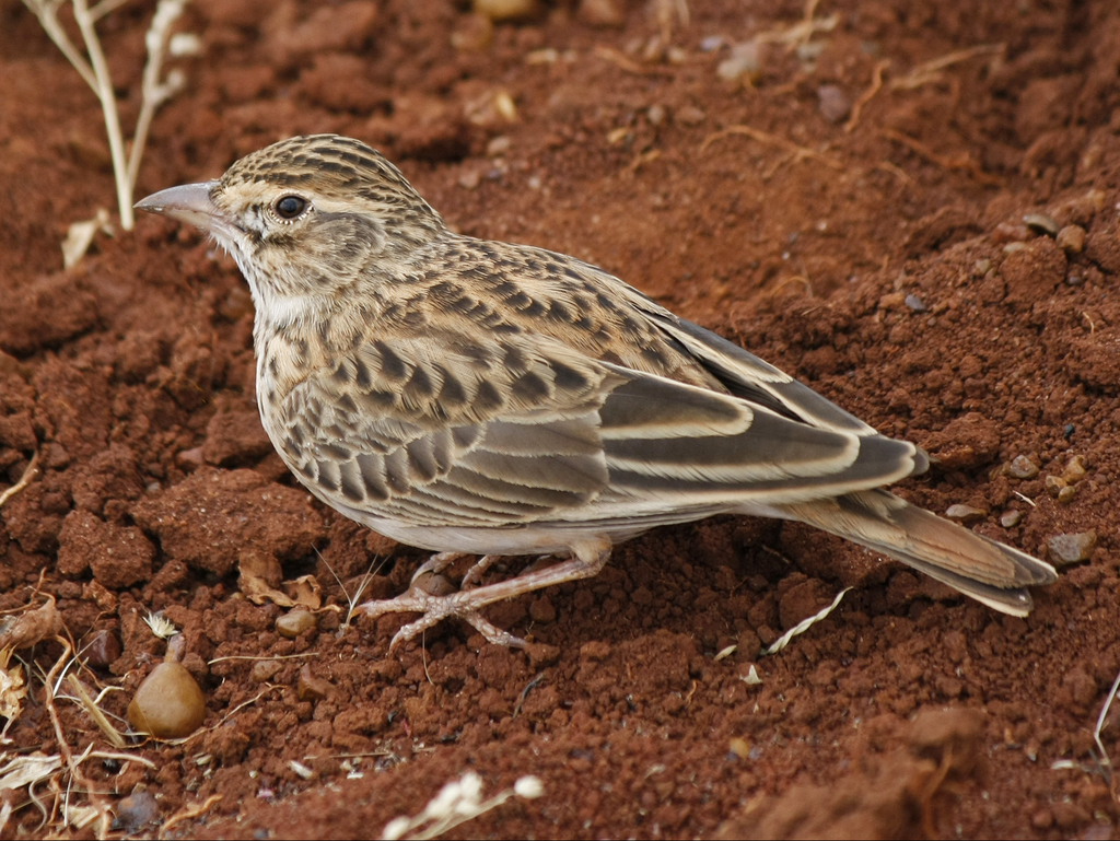 Somali Lark photo