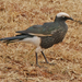 Lamprotornis albicapillus - Photo (c) David Beadle, todos los derechos reservados, subido por David Beadle