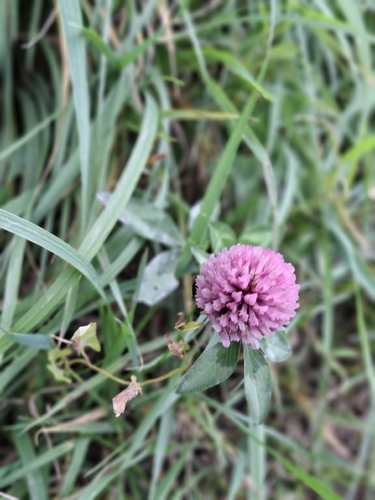 Red Clover
