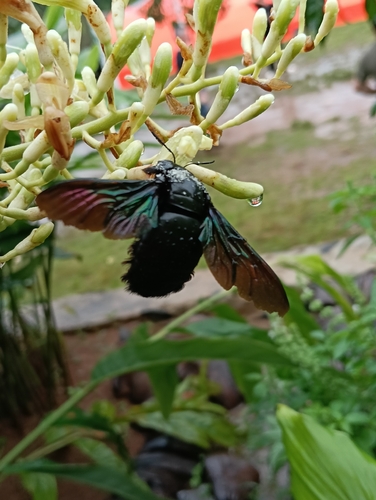 Broad-handed Carpenter Bee